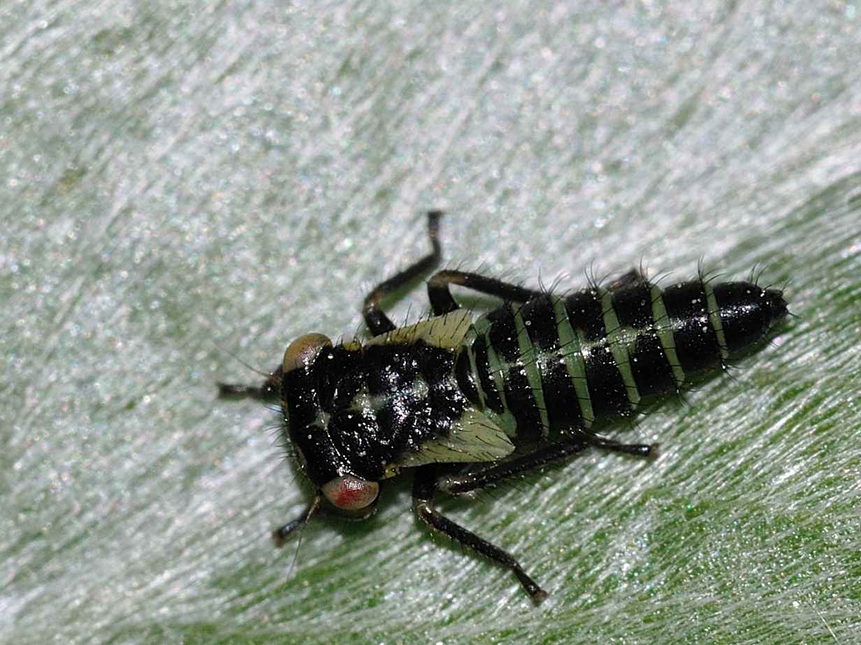 Cicadellidae Idiocerinae - Rhytidodus sp. ?